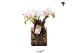 Phalaenopsis wit Kolibri Orchids Phalaenopsis Roots white in glas stol