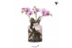 Phalaenopsis roze Kolibri Orchids Phalaenopsis Roots pink in glas stol 