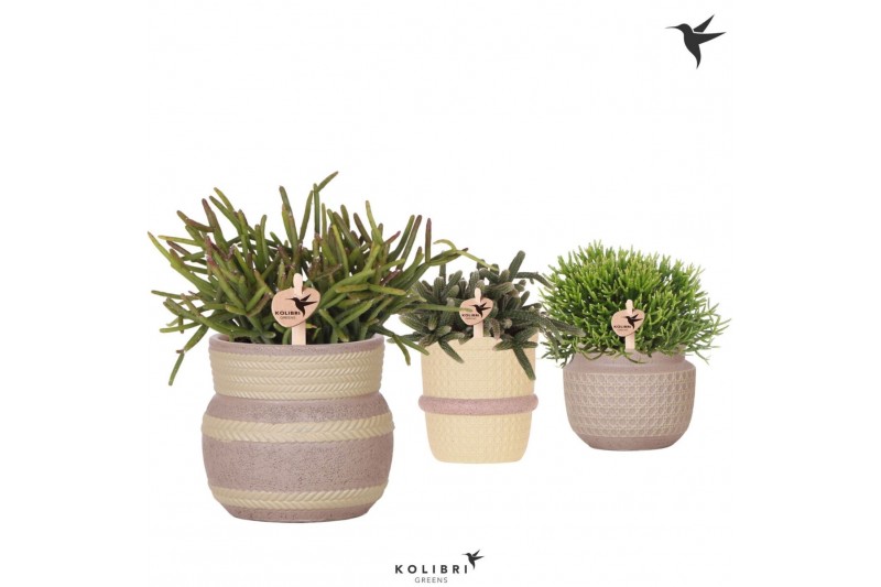 Rhipsalis mix Kolibri Greens Rhipsalis mix in Ethnic pot khaki mix1 pp 