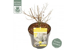 Lagerstroemia indica Lagerstroemia ind. With Love Virgin