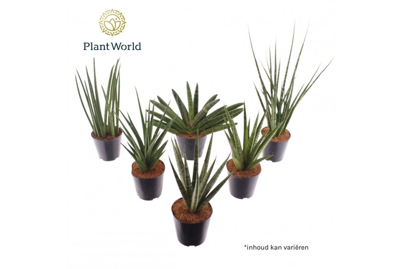 Sansevieria cylindrica Sansevieria luxe mix 