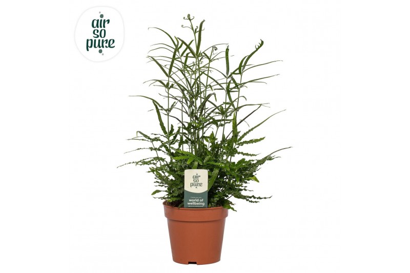Pteris ensiformis Pteris evergreen - Air So Pure25 cm diameter 