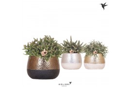 Rhipsalis mix Kolibri Greens Rhipsalis mix in Elite pot mix1 pp