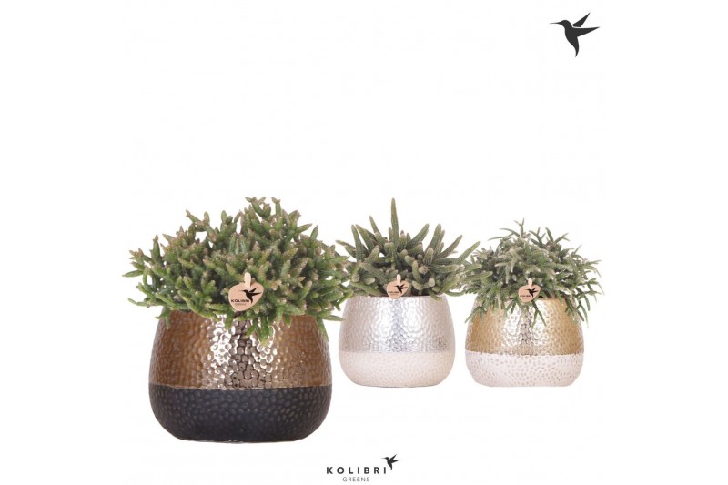 Rhipsalis mix Kolibri Greens Rhipsalis mix in Elite pot mix1 pp 