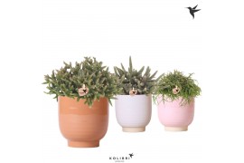 Rhipsalis mix Kolibri Greens Rhipsalis mix in Glazed pot mix1 pp