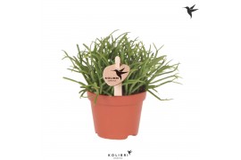 Rhipsalis baccifera oasis Kolibri Greens Rhipsalis Cassutha Oasis1 pp