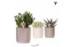 Succulenten mix Kolibri Greens Succulenten mix in Diamond pot pearl mi 