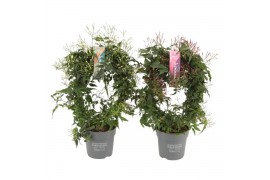 Jasminum overig Jasminum boog 300 knop p12 wit/roze gemengd (Jasmijn)3