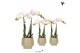 Phalaenopsis multiflora wit Kolibri Orchids Phalaenopsis white 2 spike 
