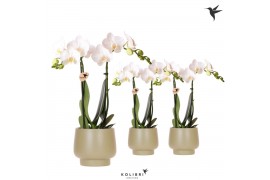 Phalaenopsis multiflora wit Kolibri Orchids Phalaenopsis white 2 spike