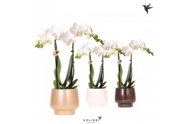 Phalaenopsis multiflora wit Kolibri Orchids Phalaenopsis white 2 spike