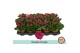 Kalanchoe rosalina don geraldo Kalanchoë Double Purple - no sleeve 1 p 