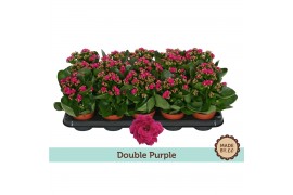Kalanchoe rosalina don geraldo Kalanchoë Double Purple - no sleeve 1 p
