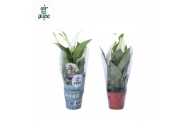 Spathiphyllum pearl cupido Air So Pure - Spathiphyllum Pearl Cupido 7c