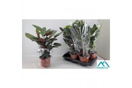 Kamerplanten mix in showdoos 2pp