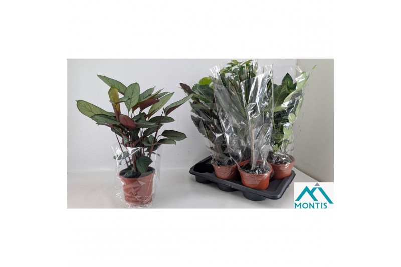 Kamerplanten mix in showdoos 2pp 