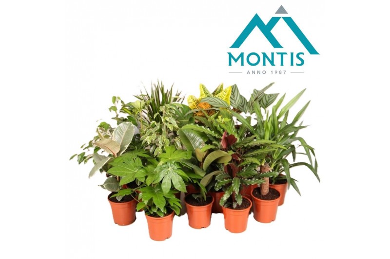 Kamerplanten mix 1pp 