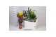 Kamerplanten mix 1pp 