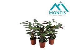 Calathea mix 1pp