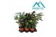 Calathea mix 1pp 