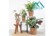 Calathea mix 1pp 
