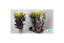 Codiaeum variegatum excellent 1pp