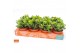Crassula minova magic Crassula minova magic 12 