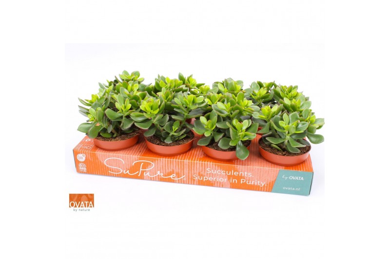 Crassula minova magic Crassula minova magic 12 