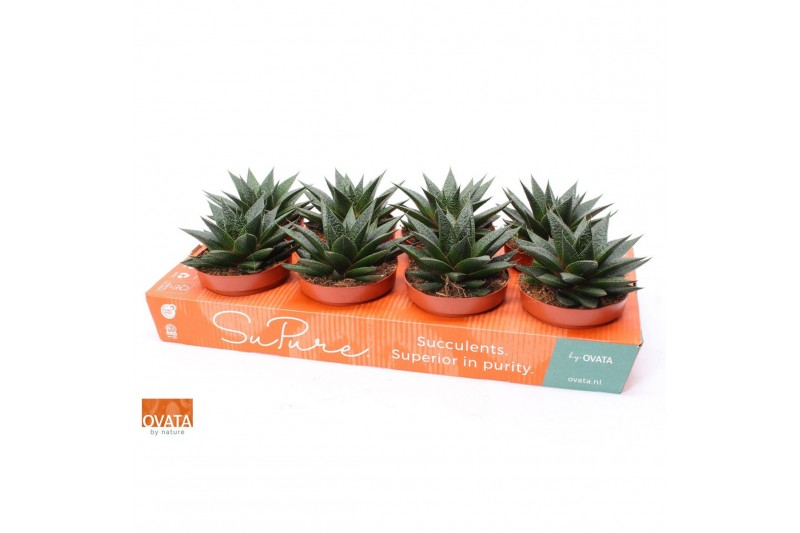 Xgasteraloe noa Gasteria noa 12 