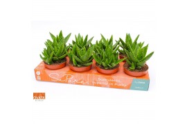 Aloe perfoliata Aloe perfoliata 12