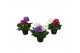 Primula obconica sweet kisses sensation Primula Touch Me Duo Carnaval  