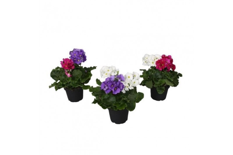 Primula obconica sweet kisses sensation Primula Touch Me Duo Carnaval  