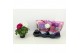 Primula obconica sweet kisses sensation Primula Touch Me Duo Carnaval  