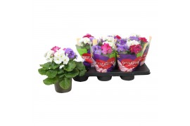 Primula obconica sweet kisses sensation Primula Touch Me !Sensation! C