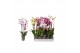 Phalaenopsis mix Phalaenopsis 7 color mix, 3-spike 22+22 bl. 3 tak/pln 