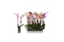 Phalaenopsis mix Phalaenopsis 8 color mix, 2-spike 18+bl.  tak/plnt