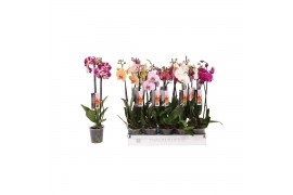 Phalaenopsis mix Phalaenopsis 6 color mix, 2-spike 14+14 bl. 2 tak/pln