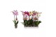 Phalaenopsis mix Phalaenopsis 6 color mix, 2-spike 14+14 bl. 2 tak/pln 