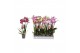 Phalaenopsis mix Phalaenopsis 6 color mix, 3-spike 18+18 bl. 3 tak/pln 