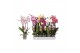 Phalaenopsis mix Phalaenopsis 5 color mix, 4-spike 25+25 bl. 4 tak/pln 