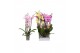 Phalaenopsis mix Phalaenopsis 7 color mix, 4-spike 25+bl.  tak/plnt 