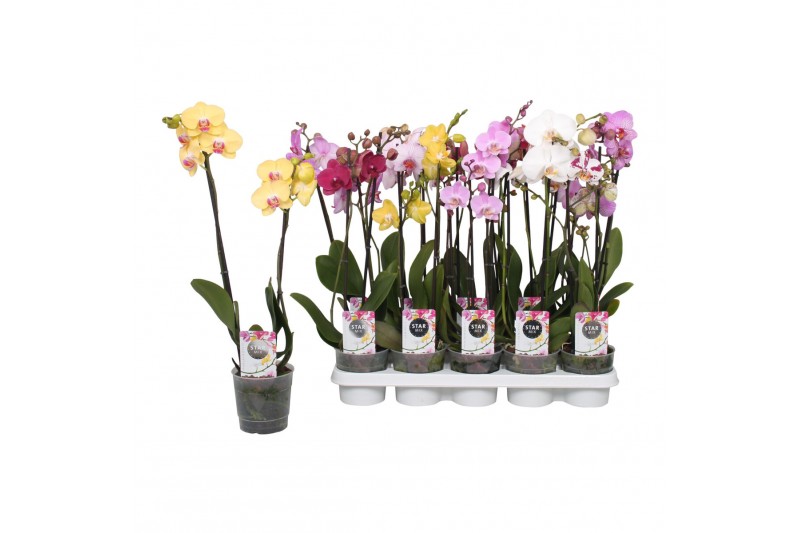 Phalaenopsis mix Phalaenopsis Star Mix, 2-spike 12+12 bl. 2 tak/plnt 