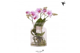 Phalaenopsis roze Kolibri Orchids Phalaenopsis Roots pink in glas stol