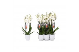 Phalaenopsis anthura madrid Phalaenopsis White, 4-spike White Ceramics