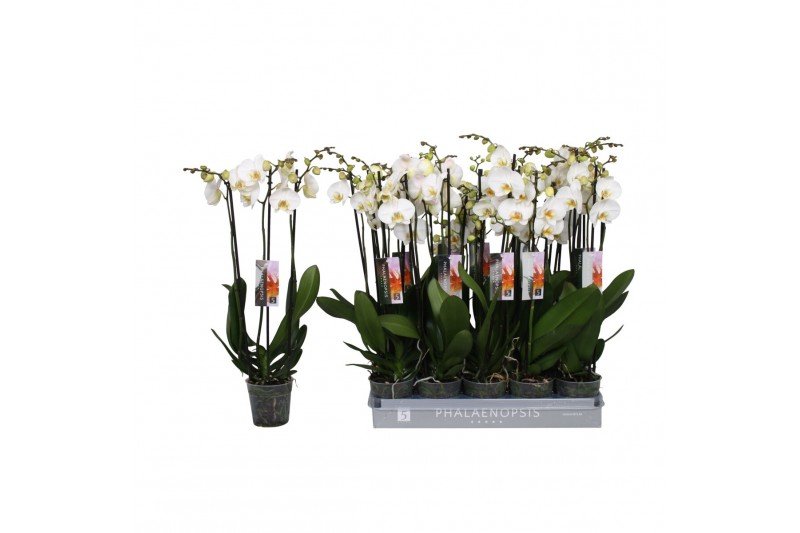 Phalaenopsis anthura madrid Phalaenopsis White, 3-spike 22 +bl.  tak/p 