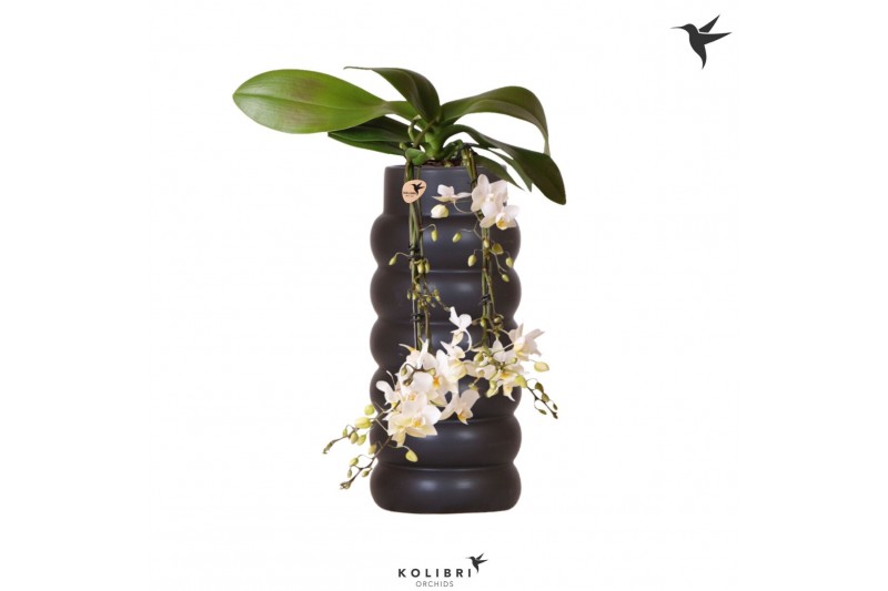 Phalaenopsis multiflora wit Kolibri Orchids Phalaenopsis Victoria Fall 