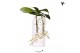 Phalaenopsis multiflora wit Kolibri Orchids Phalaenopsis Victoria fall 