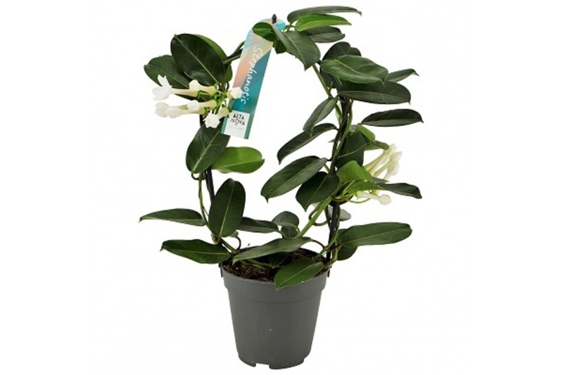 Stephanotis floribunda Stephanotis boog 1-2 tros p1212 per plant 