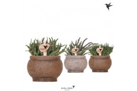 Rhipsalis mix Kolibri Greens Rhipsalis mix in Ancient pot brown mix1 p