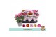 Chrysanthemum ind. tweekleurige mix Chrysant Special Mix3 pp 